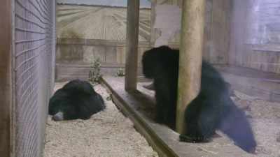 Adam: "excuse me.
Can we talk some more?" - Secrets of the Zoo