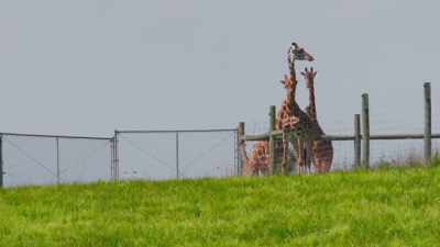 Adam: In my time here at
the wilds, I've learned that - Secrets of the Zoo