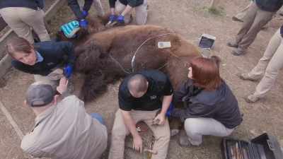 Adam: It's nothing I'd
really be concerned about, - Secrets of the Zoo