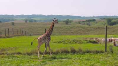 Adam: Pretty close.
I mean, we'll see how he acts, - Secrets of the Zoo