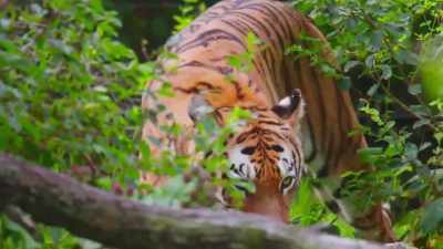 Adding natasha
to the columbus zoo - Secrets of the Zoo