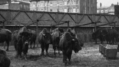 Additional interest is attached
to the buffaloes by the fact - The American Buffalo