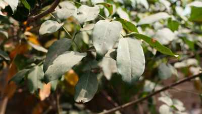 Adire,
that is the name of the textile. - Stories of a Generation - with Pope Francis