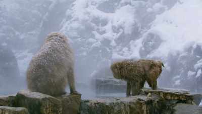 Admission to this spa, however,
is tightly controlled. - Frozen Planet II