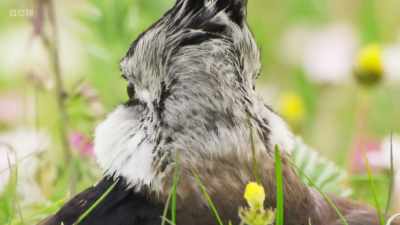 Adult lapwings have excellent
eyesight, - Wild Isles