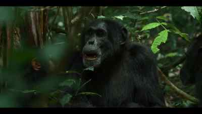 Adult males like Rollins - Chimp Empire