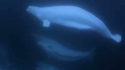 "Adults may be 13 to 20 feet long..." - Secrets of the Whales
