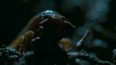 After 17 years
feeding underground as grubs, - Tiny World