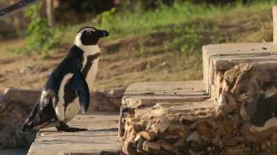 After her 20-mile swim, - Penguin Town