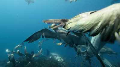 After 20 minutes of feasting, - Our Planet