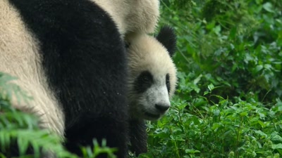 'After 30 years,
panda numbers have almost doubled - A Year on Planet Earth