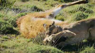 After a brutal battle... - Predators