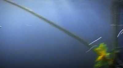 After a few moments, one
disappears into the deep. - Shark Attack Files