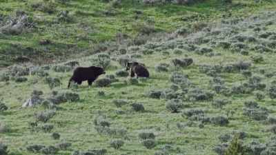 After a long chase, the female
turns and greets her suitor. - Epic Yellowstone