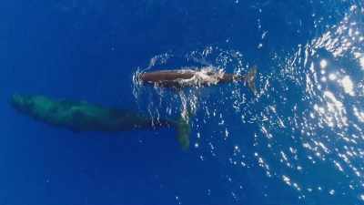 After a long wait, - Blue Planet II