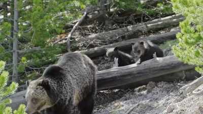 After a long winter
in the den without food - Epic Yellowstone