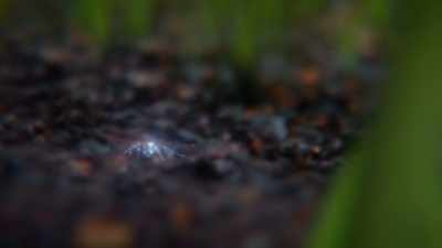 After a while, in
their search for moisture, - Cosmos: Possible Worlds