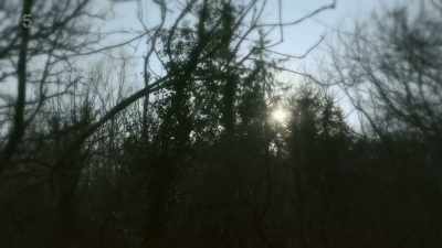 After a while,
she wandered off into the woods. - The House Across the Street