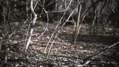 After about 40 minutes, - Secrets of the Sasquatch