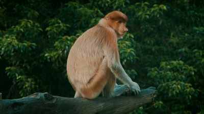 AFTER ALL, A SMALL CHILD
IS A SIMILAR SIZE TO A MONKEY. - Expedition Mungo