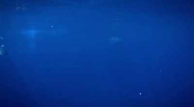 After all, they love
those low frequencies. - Shark Attack Files