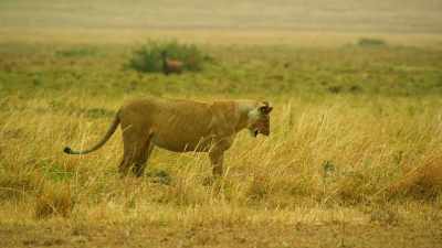 After all that, it seems
mongoose aren't to her taste. - Serengeti