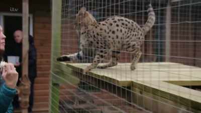 'After around 50 enquiries, - Britain's Tiger Kings - On the Trail with Ross Kemp