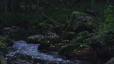After dark is when
one of the strangest creatures - Wild Nordic