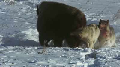 After eight long, hard hours,
the hunt is coming to an end. - Frozen Planet II