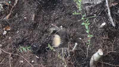 After we found the skull, - Interrogation Raw