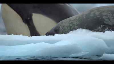 After four hours of continuous assault, - Our Oceans