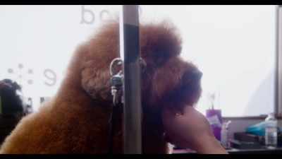 After grooming, - Dogs
