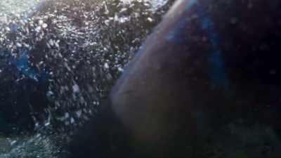 After learning to dive, - Wild Isles