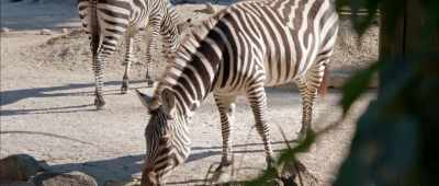 After we left the zebras, - Is Genesis History?