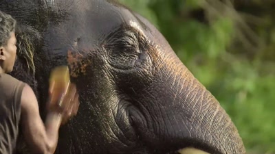 After me, this younger generation
will carry on the tradition - The Elephant Whisperers