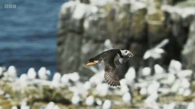 After months at sea
during the winter, - Wild Isles