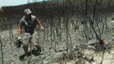 After scouring this mountainside
just days after it burned... - The Green Planet