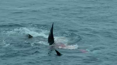 After sharing the kill,
the pod retreats to deeper water - Wild Ways of the Vikings