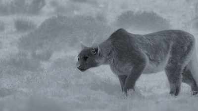 After six hours of patient
stalking from downwind... - Frozen Planet II