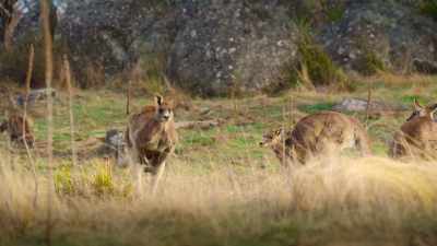 After six months, his
training's complete - The Secret Lives of Animals