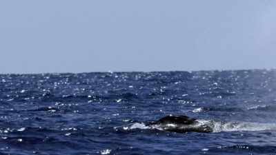 "After some 5,000 miles," - Secrets of the Whales