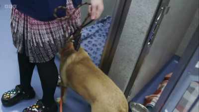 After spending a night in hospital, - 24/7 Pet Hospital