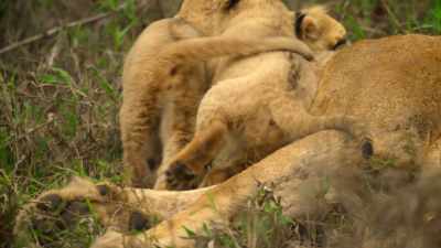 After surviving the night alone
in the scrub, - Wild Babies