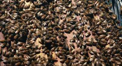-After the almond pollination, - The Pollinators