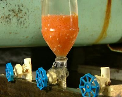 AFTER THE INCUBATION PERIOD, - How It's Made