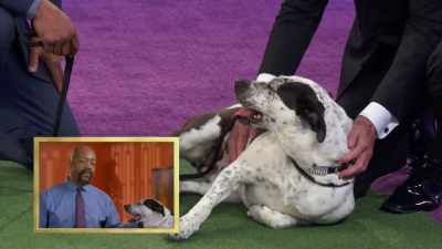 After the three-month period - 2022 American Rescue Dog Show