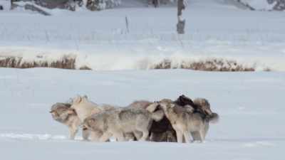 After the trials
he's faced alone, - Epic Yellowstone