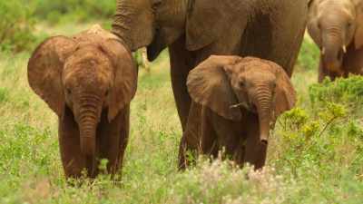 After their morning's grazing,
the herd move on to the river. - Wild Babies