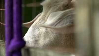  After they'd been eating
 these berries. - Moonshiners: Master Distiller
