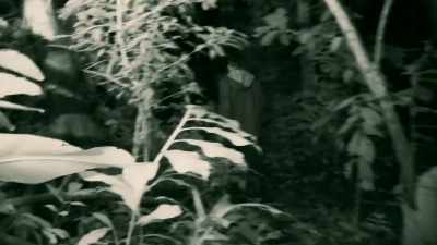 AFTER THREE HOURS SCOUTING, - Expedition Mungo